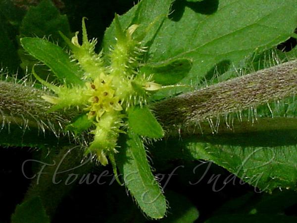 Bristly Starbur